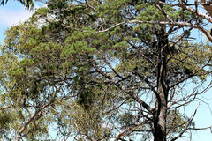 Callitris columellaris