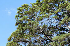 Callitris columellaris