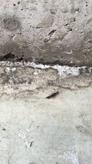 Paederus cruenticollis