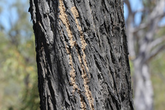 Callitris columellaris