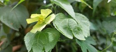 Dalechampia capensis
