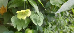 Dalechampia capensis