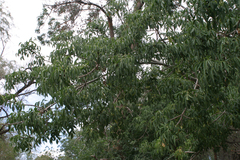 Fraxinus sogdiana