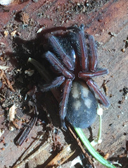 Callobius severus