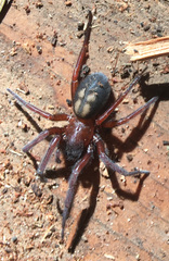 Callobius severus