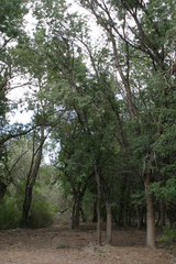 Fraxinus sogdiana