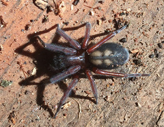 Callobius severus