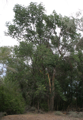 Fraxinus sogdiana