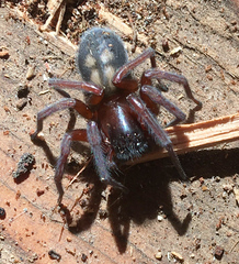 Callobius severus