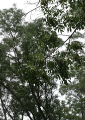 Fraxinus sogdiana