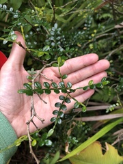 Zanthoxylum beecheyanum