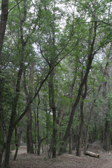 Fraxinus sogdiana