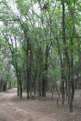 Fraxinus sogdiana