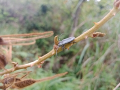 Milothris marmorea