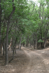 Fraxinus sogdiana