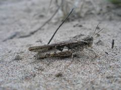 Asiotmethis muricatus