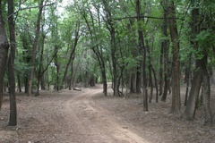 Fraxinus sogdiana