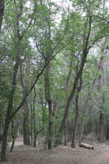 Fraxinus sogdiana