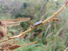 Milothris marmorea