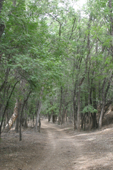 Fraxinus sogdiana