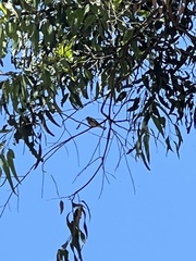 Setophaga nigrescens