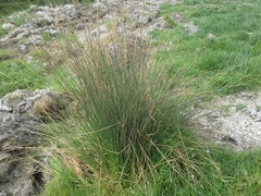 Juncus sarophorus