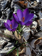 Crocus vernus