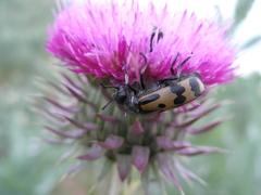 Hycleus quatuordecimpunctatus