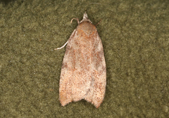 Tortricopsis euryphanella