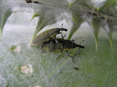 Lixus cardui