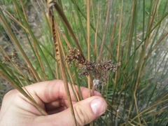 Juncus sarophorus