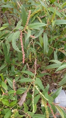 Buddleja asiatica