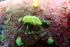 Stichopus horrens