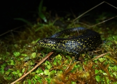 Abronia monticola