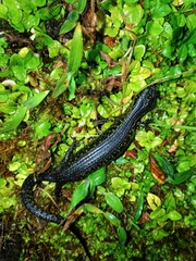Abronia monticola
