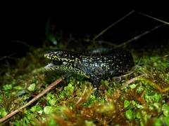 Abronia monticola