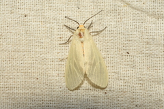 Pareuchaetes pseudoinsulata