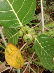 Ficus septica