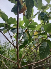 Ficus septica