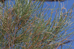 Allocasuarina inophloia