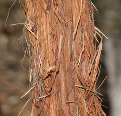Allocasuarina inophloia