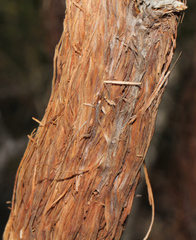 Allocasuarina inophloia
