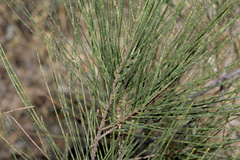 Allocasuarina inophloia