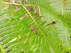 Phlaeoba fumosa
