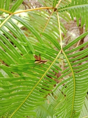 Phlaeoba fumosa
