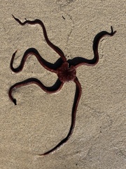 Ophiopsammus maculata