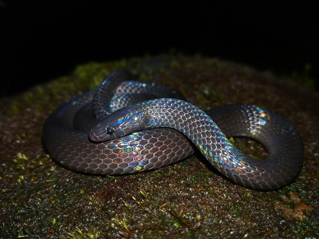 Dark-Bellied Earth Snake
