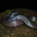 Dark-bellied Worm Snake - Photo (c) Anthony Ramírez Murillo, some rights reserved (CC BY-NC), uploaded by Anthony Ramírez Murillo
