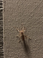 Enicospilus americanus-complex