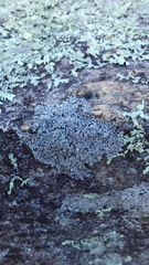 Physcia thomsoniana